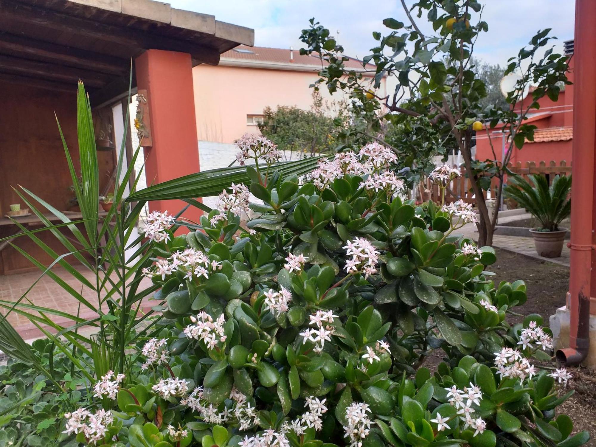 I Due Ciuchini Sardinia Apartment ซัสซารี ภายนอก รูปภาพ